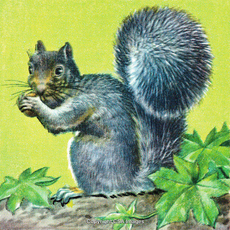 Gray Squirrel Holding Nut on Forest Floor with Green Foliage Background