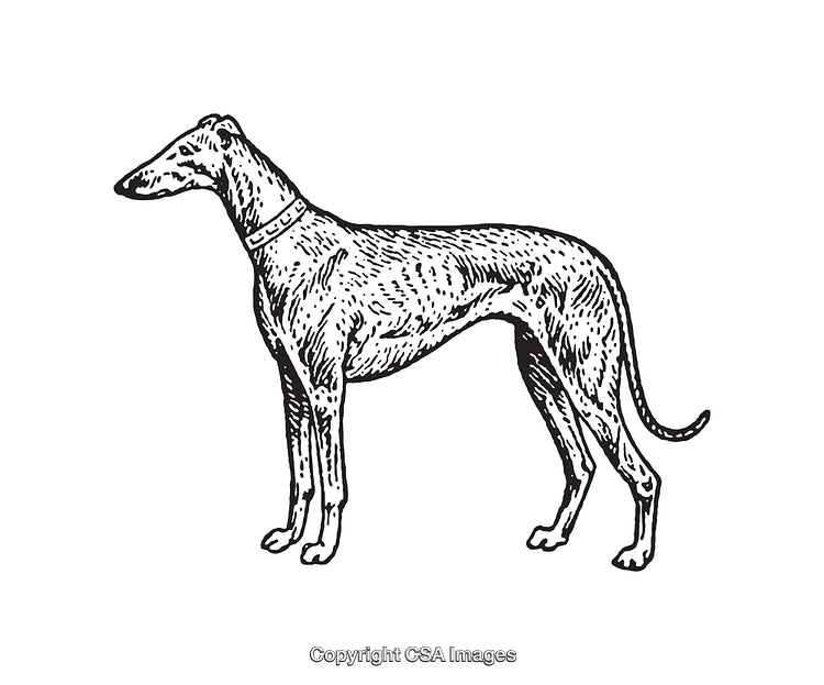 Vintage Black and White Line Art of a Graceful Greyhound