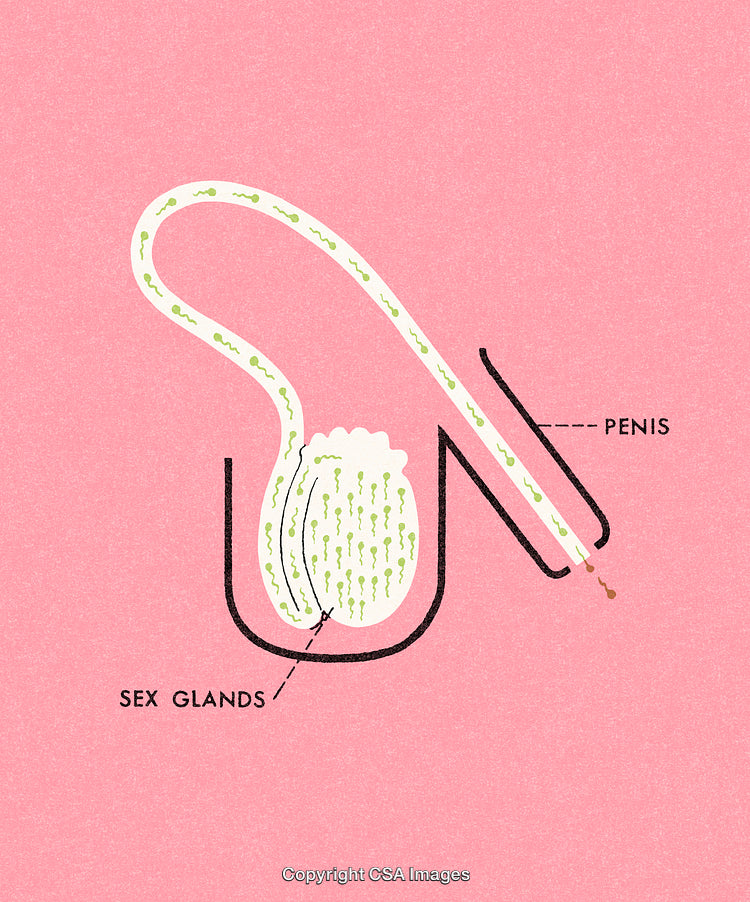 Diagram Illustration of the Male Reproductive System with Labels