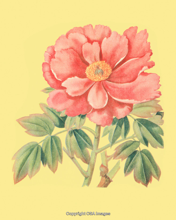 Vibrant Pink Peony Illustration on Pastel Yellow Background