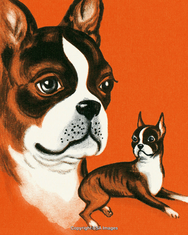 Vintage Illustration of Boston Terriers on Bright Orange Background Close-Up