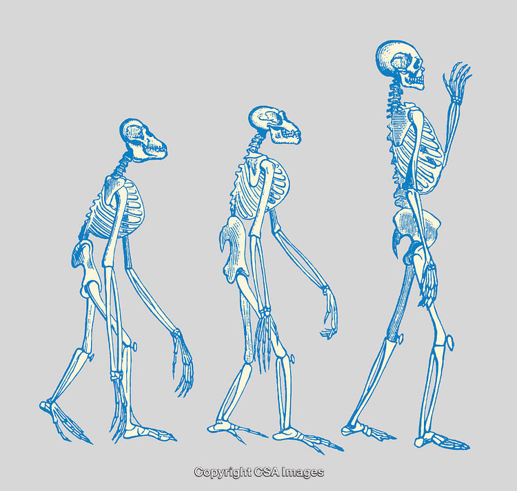 Evolution of Human Anatomy Illustrated with Colorful Skeleton Line Art