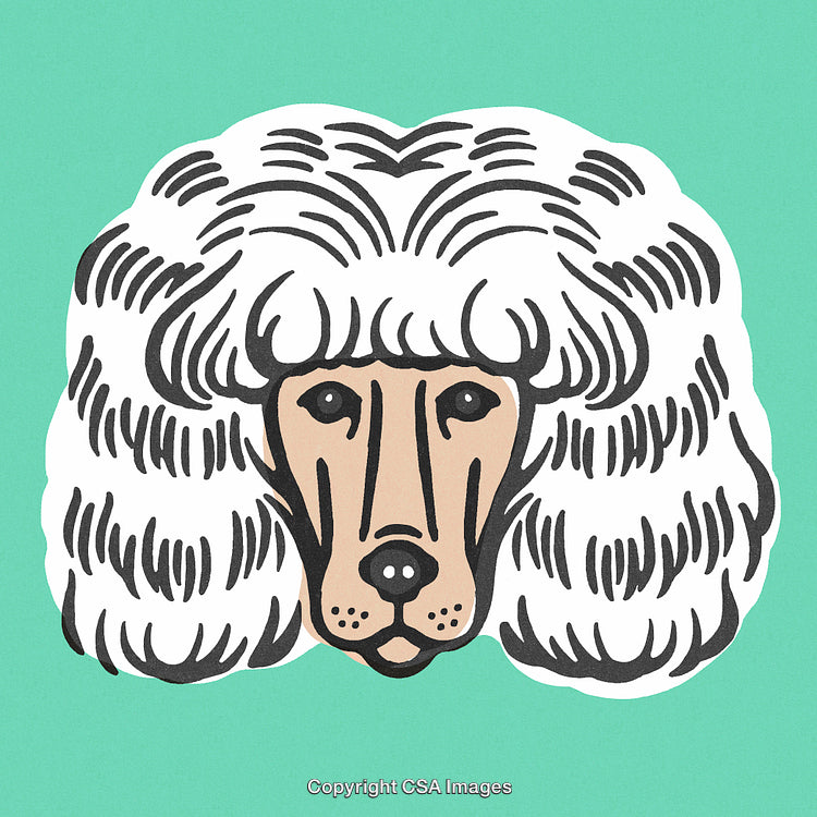 Illustration of a Poodle Dog Head on a Green Background in Cartoon Style