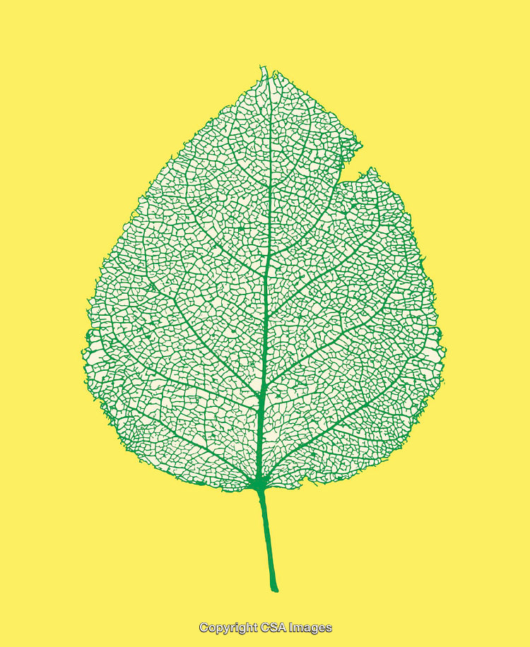 Detailed Illustration of a Leaf Vein Structure on a Vibrant Background