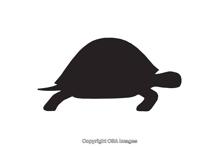 Silhouette of a Tortoise Viewed From the Side on a White Background