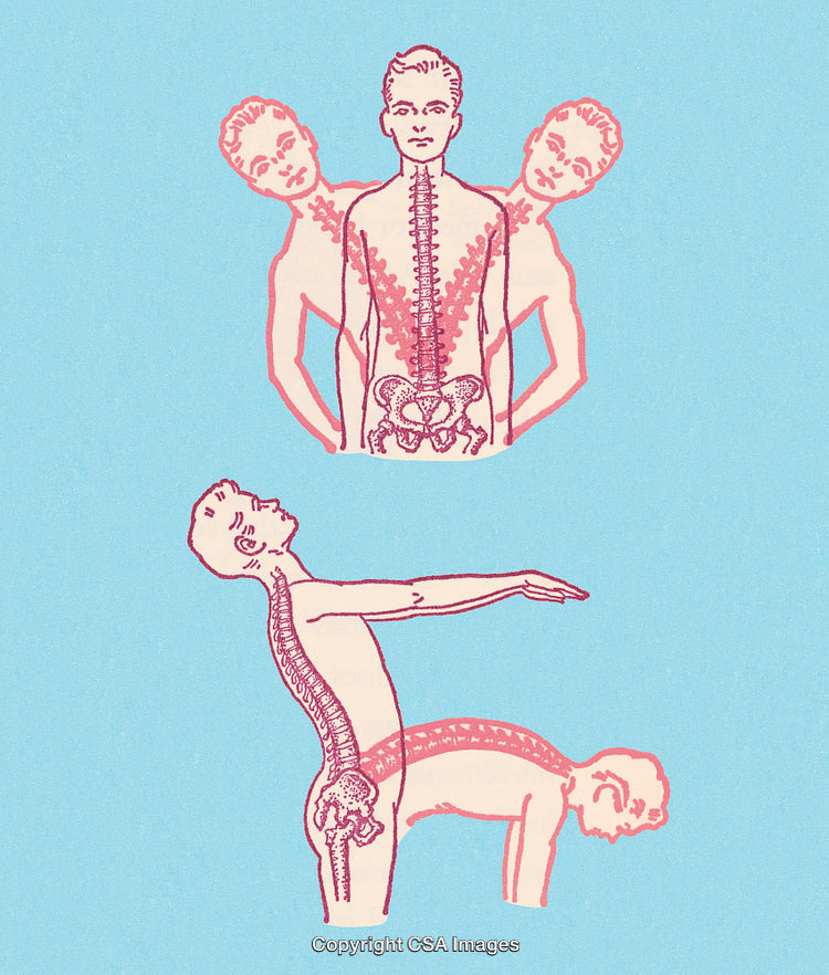 Illustrated Anatomy Study Depicting Spinal Movements and Human Posture Concepts