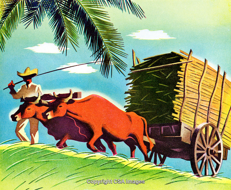 Traditional Farming Scene with Oxen Pulling a Cart Under Palm Trees