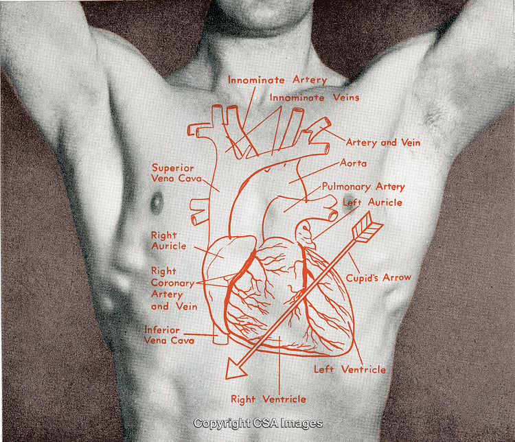 Detailed Anatomical Illustration of a Human Heart With Labeled Sections