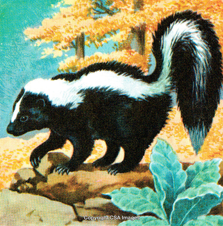Illustrated Skunk in Autumn Forest With Colorful Foliage and Vegetation