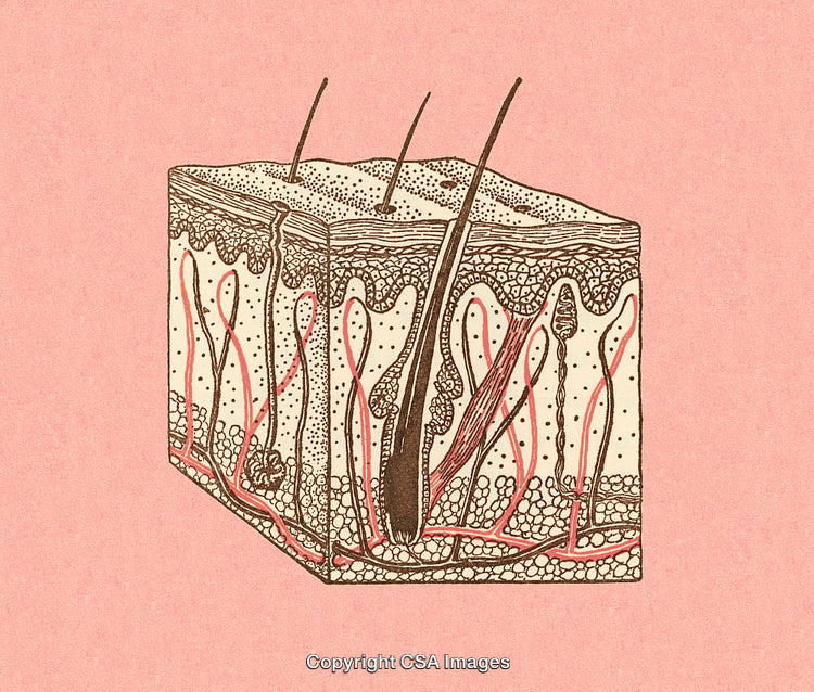 Detailed Cross Section Illustration of Human Skin Anatomy with Hair Follicles
