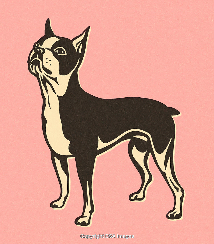 Stylized Illustration of a Boston Terrier Dog on a Pink Background