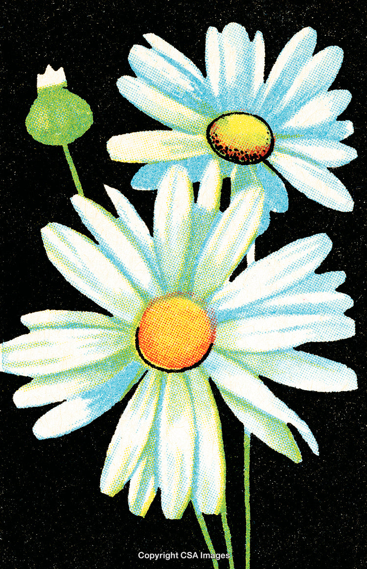 Elegant Daisies with Yellow Centers on Vibrant Dark Background