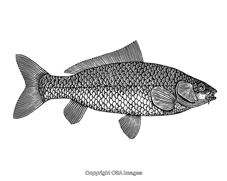 Detailed Black and White Engraving of a Fish with Scales and Fins