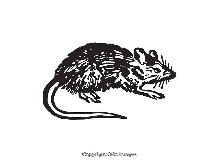 Black and White Line Art Illustration of a Small Mouse