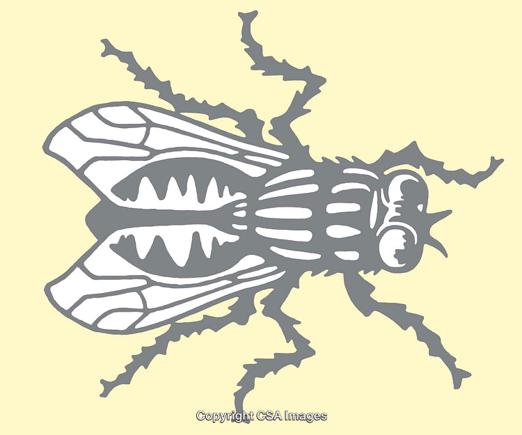 Detailed Line Art Illustration of a Fly on a Plain Background