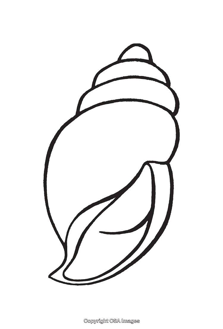 Black And White Line Art of a Detailed Spiral Seashell