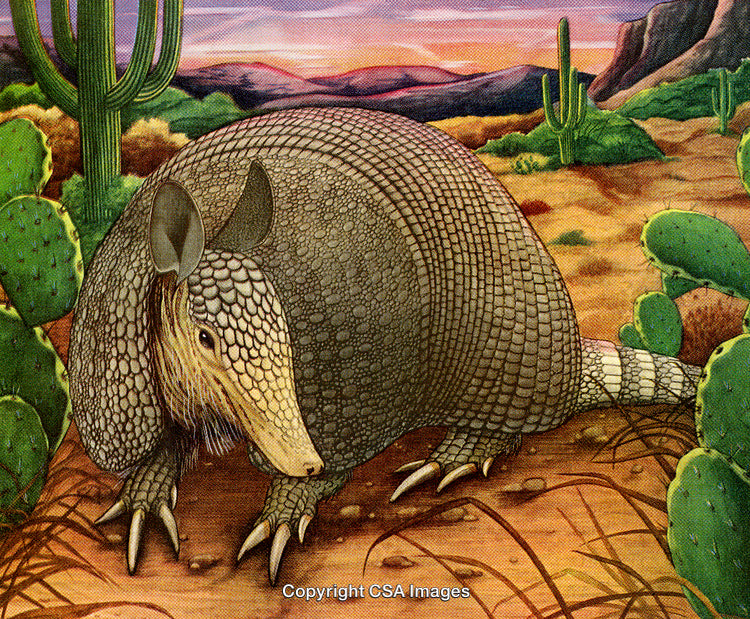 Illustration of Armadillo in Colorful Desert Landscape with Cactus