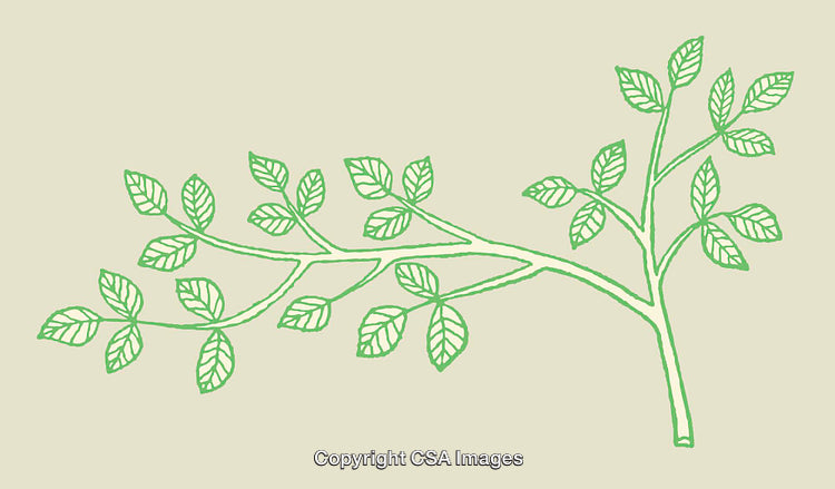 Green Line Art Illustration of a Branch with Leaves on Light Background
