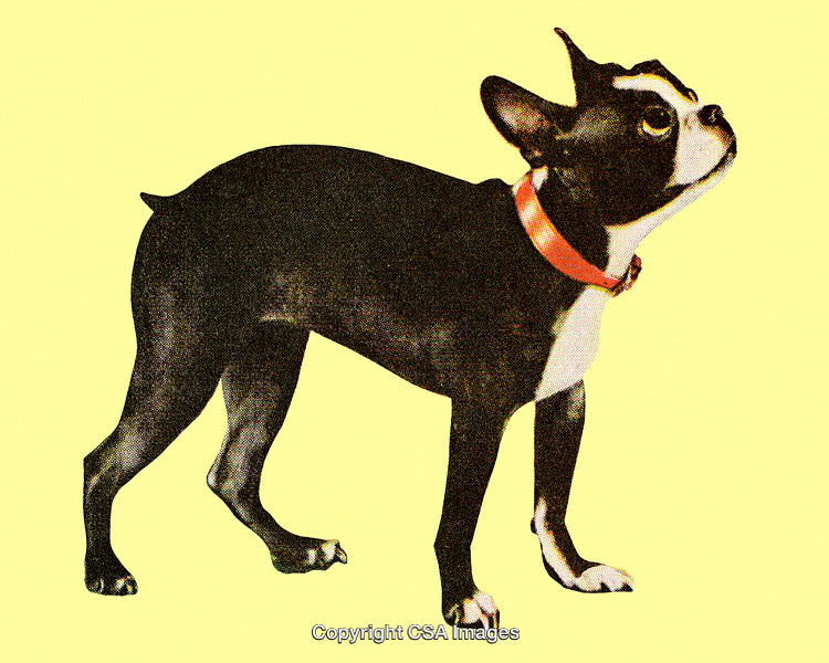 Stylized Illustration of a Boston Terrier in Vibrant Pop Art Style