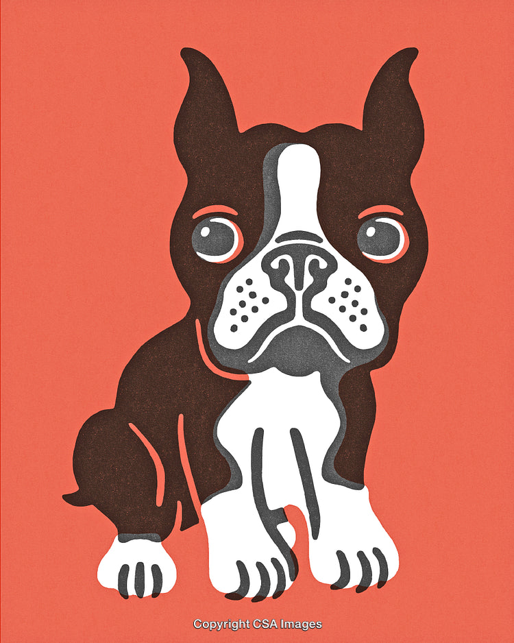 Illustration of a Cute Boston Terrier on an Orange Background