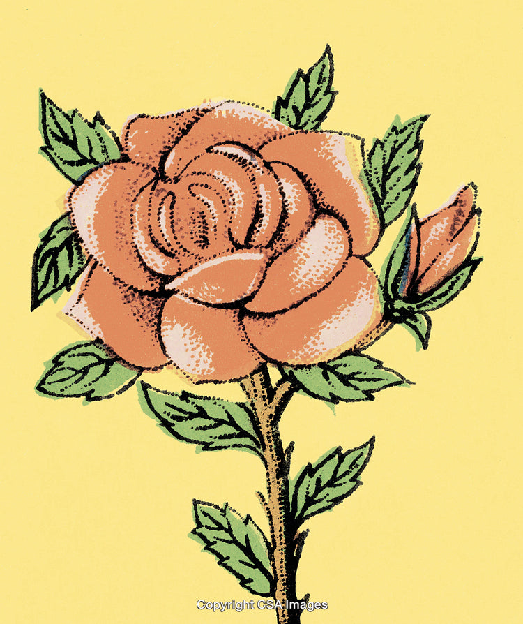 Red Rose