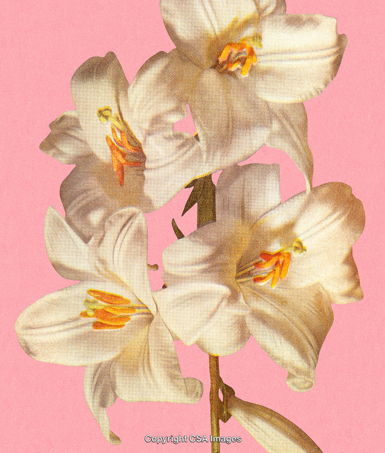 White Lilies Illustrated on a Pink Background in Vintage Printing Style