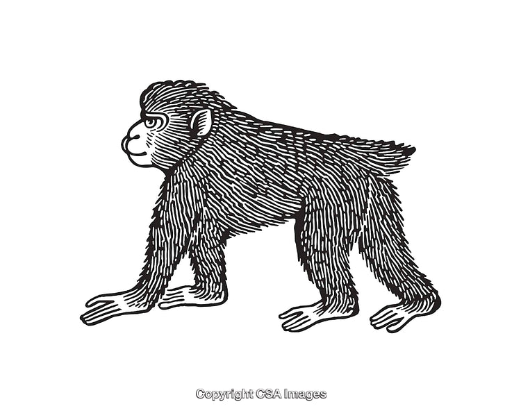 Detailed Black and White Illustration of a Monkey in Profile View