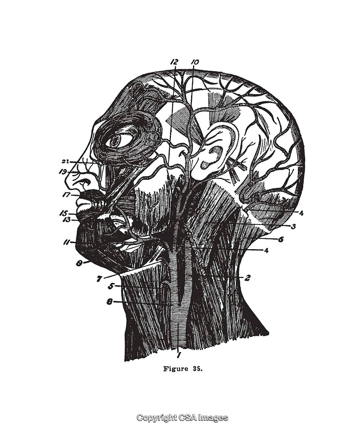 Detailed Anatomical Illustration of a Human Head in Black and White Line Art