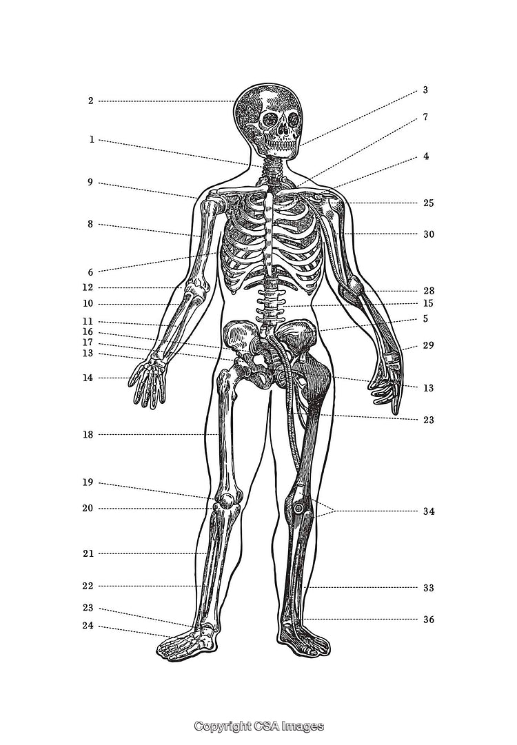 Detailed Anatomical Diagram of the Human Skeleton in Black and White