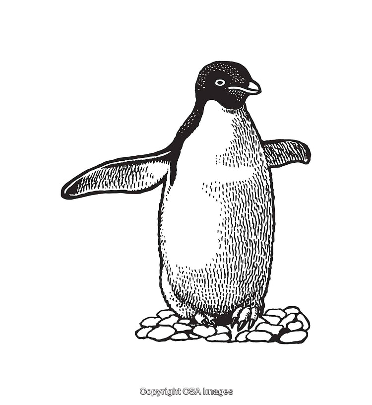 Black and White Line Art Illustration of a Penguin on Rocks