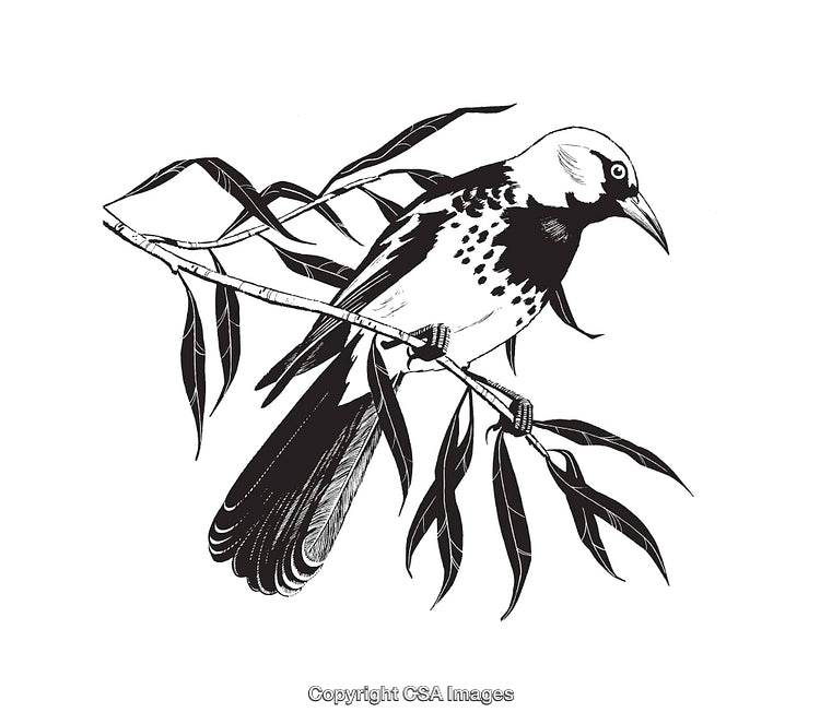Black and White Line Art Illustration of a Bird Perched on Branch