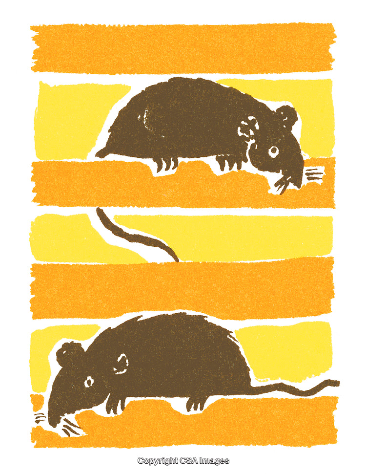 Illustration of Two Rats on Vibrant Yellow and Orange Striped Background