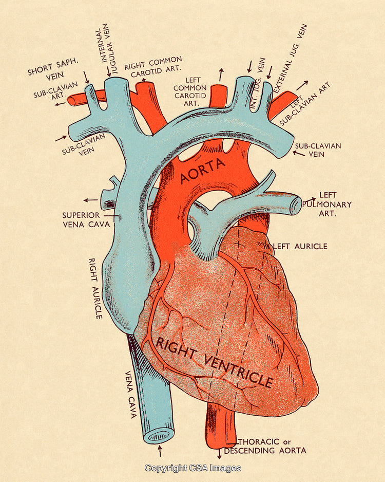 Detailed Anatomical Diagram of the Human Heart and Major Blood Vessels