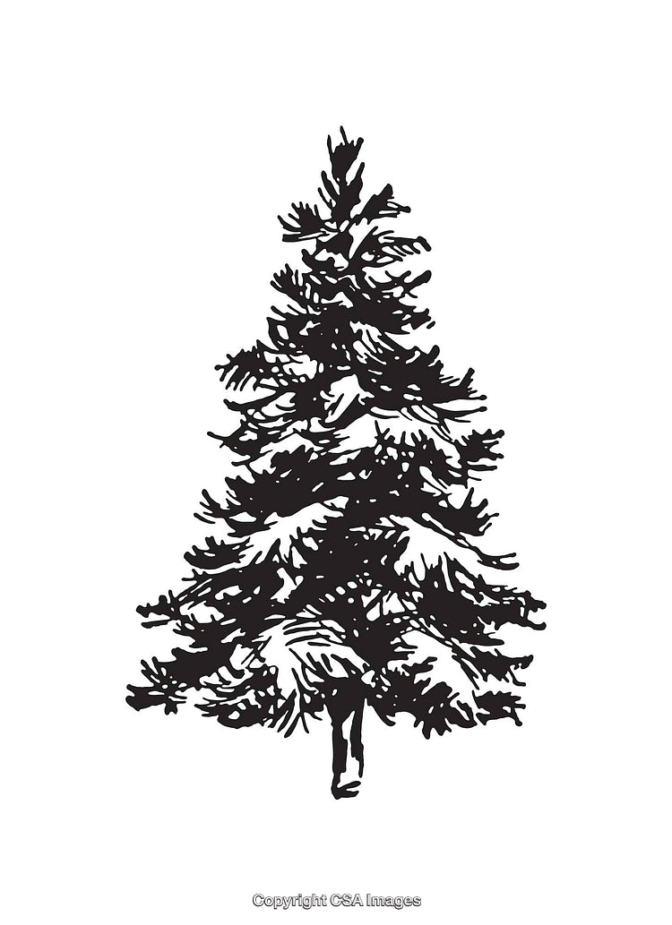 Black and White Line Art Illustration of a Pine Tree