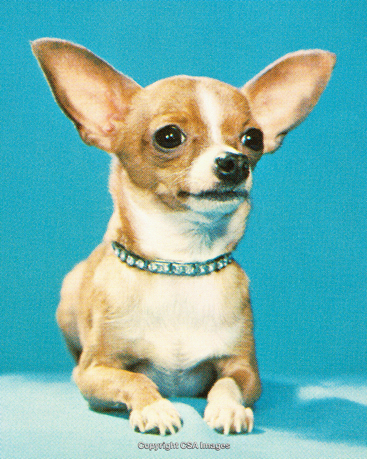 Adorable Chihuahua Posed Against a Vibrant Blue Background Wearing a Rhinestone Collar