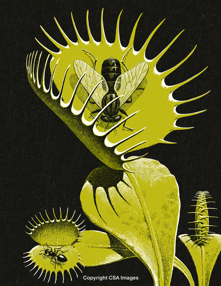 Close-Up of Venus Flytrap with Insect and Contrasted Artistic Illustration