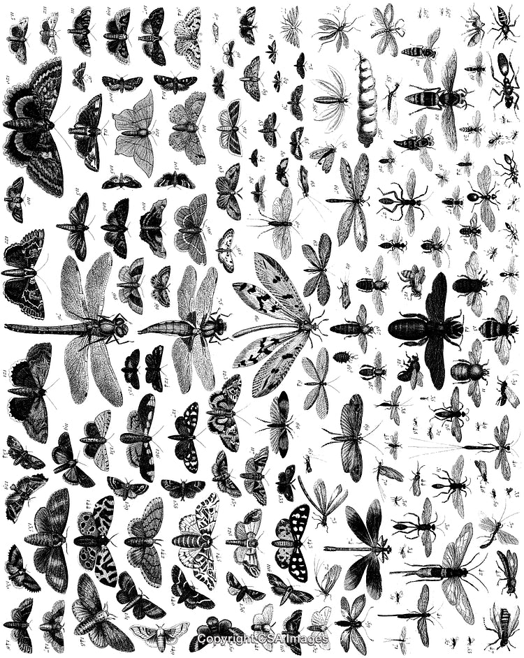 Highly Detailed Black and White Engravings of Various Insects and Butterflies