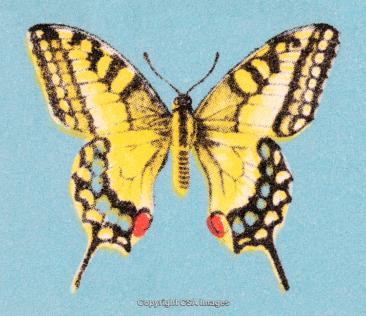 Elegant Yellow and Black Butterfly Illustration with Intricate Patterns