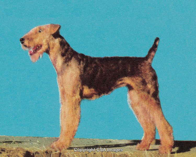Stylized Portrait of a Wirehair Dog Against Sky Blue Background