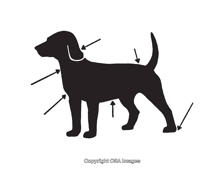 Black Silhouette Illustration of Dog Anatomy with Indicating Arrows