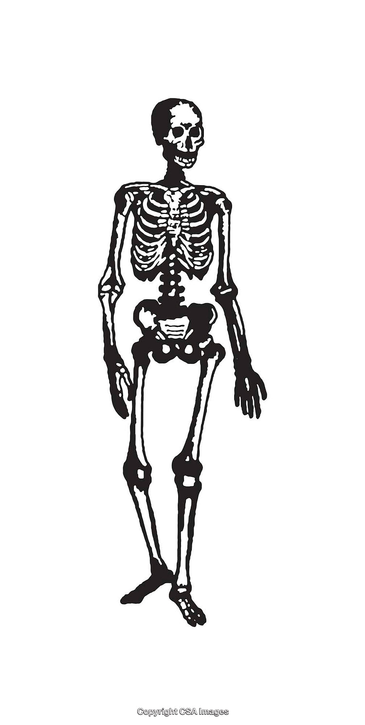 Black and White Skeleton Illustration Depicting Human Anatomy