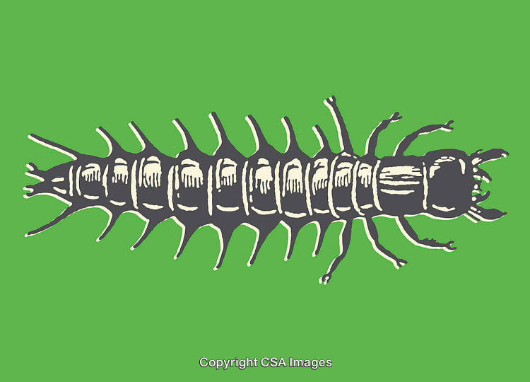Stylized Line Art Centipede Illustration on a Vibrant Green Background