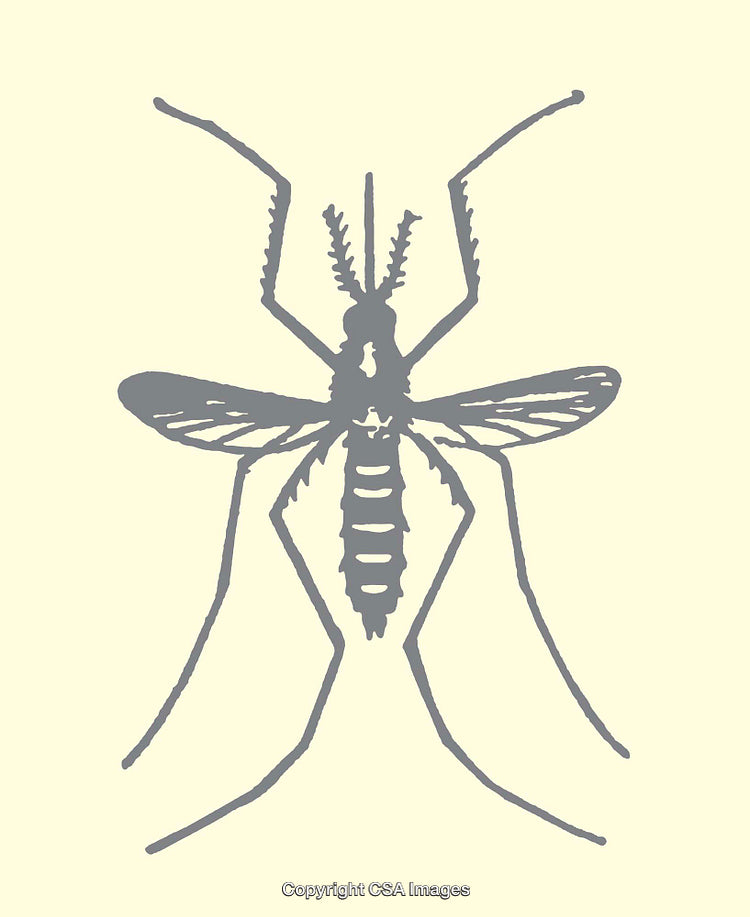 Gray Line Art Illustration of a Mosquito on Light Background