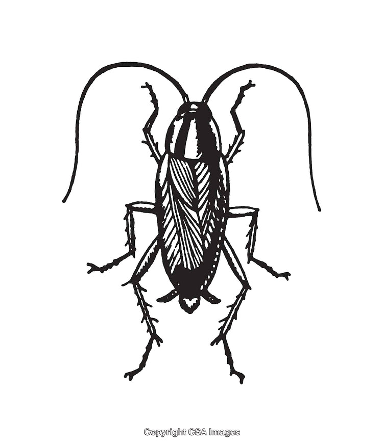 Detailed Black And White Line Art Illustration of a Cockroach