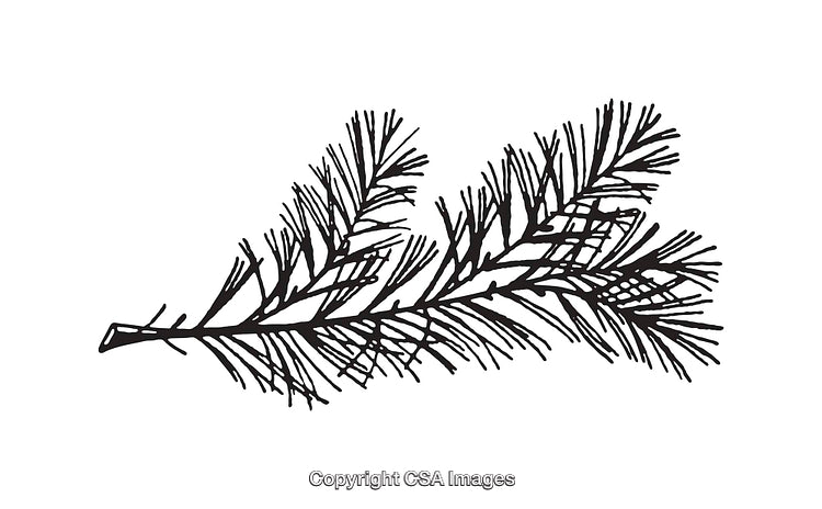 Detailed Black and White Line Art Illustration of a Pine Tree Branch
