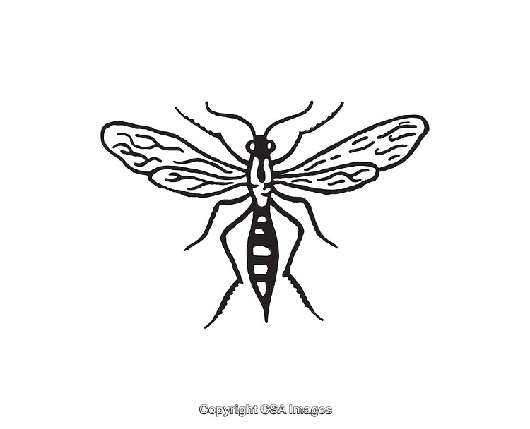 Intricate Black-And-White Line Art Illustration of a Detailed Winged Insect
