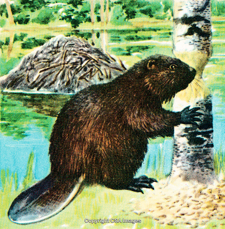 Beaver Chewing on Tree Beside Pond With Lodge in Background