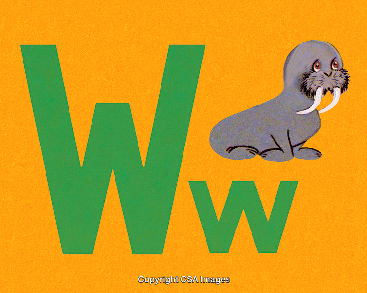 Children's Educational Illustration Featuring Letter W and a Cute Walrus Character