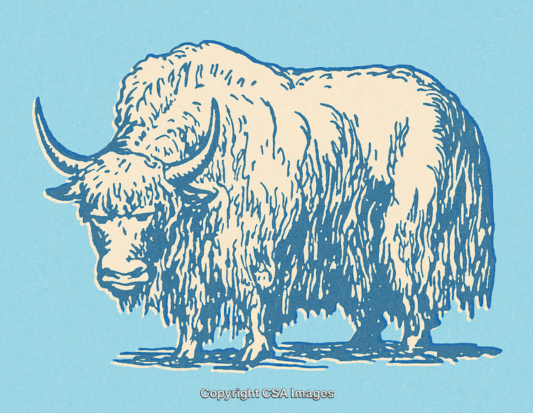 Intricate Vintage Drawing of a Yak in a Minimalist Blue Background