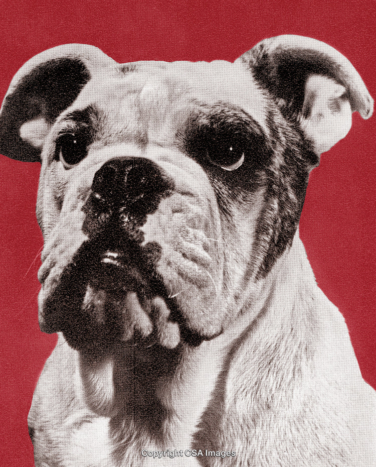 Portrait of a Bulldog with Vintage Print Style and Bold Red Background